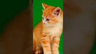 Green Screen cat Animation short #green #awesome #cartoon #editing #backgrounds #freegreenscreen