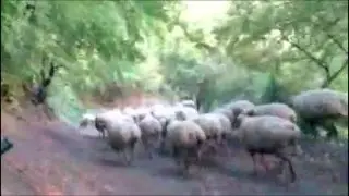 Azeri Qoyunlar - Prikol Dublaj Azeri +18