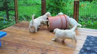 Щенки ретривера играют.44 дня/Retriever puppies playing.44 days