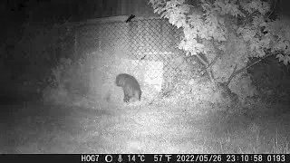 Badger attacking a plant -- seems to be digging up an old tree stump!