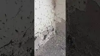 Удивительная жизнь муравьев !!! ●Томск ● 🐜🤔