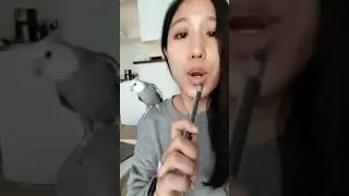 Cutest Cockatiel Ever 😭 #cockatiel #cuteanimals #funnyanimals #cockatielfunny