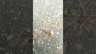 Взлёт майского жука.