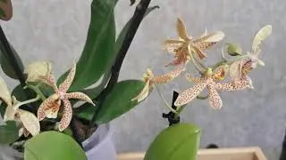 У меня новые орхидеи! 😍 Похвастушки!