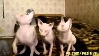 Вот это я понимаю хор!!!Лысые коты жгут!!!