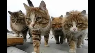 😺 Cat gang! 🐈 Videos of funny cats and kittens for a good mood! 😻