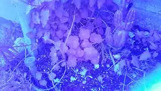 Garden Plants in Near-Infrared using Samsung S9 Camera 📷 and Dual-Bandpass Filter #shorts