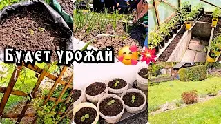 Надежда умирает последней🤣/Томаты в своём доме 🏘