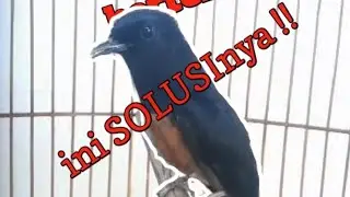 Mengatasi Murai Batu kurang bertenaga/kurang ngotot/loyo ketika lomba