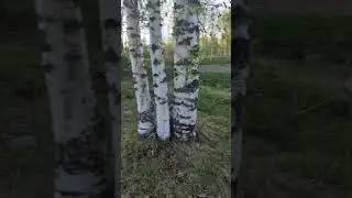 Охрана деревни