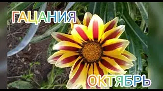 Гацания цветет не боясь заморозков