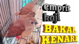 bakal ??? emprit gacor,masteran,burung emprit,isian kenari