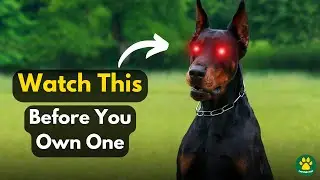 3 Things You Should Know Before Owning DOBERMAN Pinscher