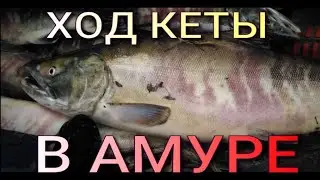 ГДЕ КЕТА? РЕКА АМУР. РЫБЫ НЕТ...