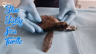 Blue: baby Turtle al CRTM di Brancaleone