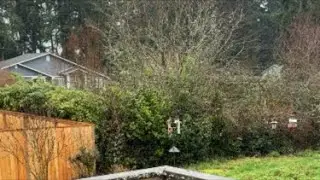 LIVE:  The rain is back birds are singing and feeding