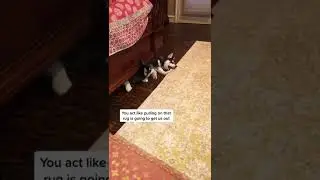 #shorts Oh my God😂😂😂#huskies #dog #pet #happy #puppy #puppies #huskypu