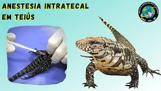 Intrathecal anesthesia in Tegus (Salvator merianae)