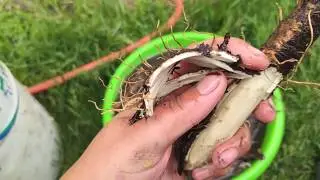 #ЛОПУХ