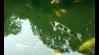 Koi in Riga