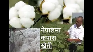 Nepal Television Old Documentary | NTV Old Documentary | नेपालमा कपास खेती | Cotton Farming in Nepal