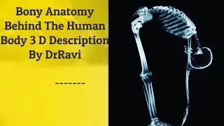 Bony Anatomy Behind The Human Body 3 D Description By DrRavi