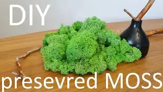 DIY MOSS | HOW TO COLLECT MOSS | PRESERVE MOSS | LIFE HACKS