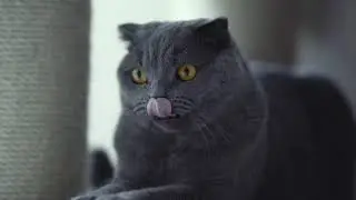 Cute kitty cats!
