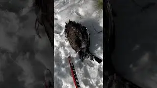 Белохвостый орлан убил глухаря!