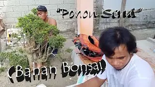 Proses Penggalian Pohon Serut ( Streblus Asper ) #Bonsai #PohonSerut