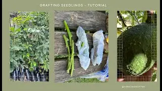 How to graft a home-grown avocado seedling tutorial