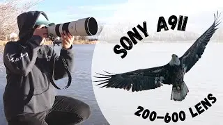 BALD EAGLE Photography with Sony A9 ii and 200-600 mm Lens