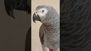 Попугай Гоша
