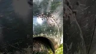 ПОДМОСКОВНЫЕ ОВОДА