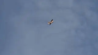 Russian Nationals Advanced 2020 Unknown 2 Borovik