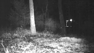 Elusive yote part 4 out of 4