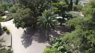 Jubaea Chilensis (Chilean Wine Palm) by Drone