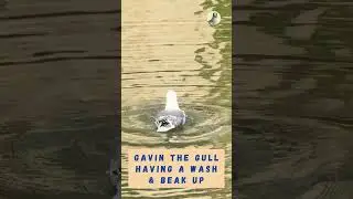 Gavin the Gull having a wash & beak up in the River Wensum, Norwich 
