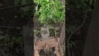 гербіцид для клубники