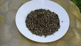 Перец горошком зеленый