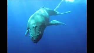 Humpback Whales  'Highlight Reel' 2010 Season