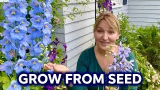 How I Finally Got Delphiniums to Grow from Seed