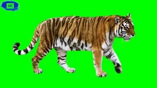 Green screen tiger | Tiger green screen | Tiger green screen video
