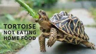 Tortoise Not Eating | How to change a tortoise's diet?