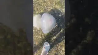 Медуза. Тамань