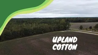 Upland Cotton in October