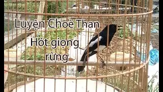 Choè than hót giọng rừng kích bổi nhanh lên lửa | Choè Than Mái Vip