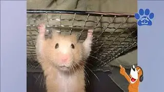 Animais Engraçados - Animais Dublados Binho e Mel #16 reeditado