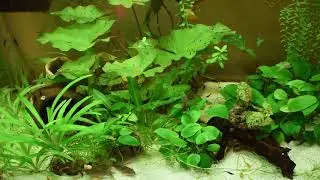 Shrimp Blue Dream, Corydoras sterbai, corydoras duplicareus, Hypancistrus sp. (L471)