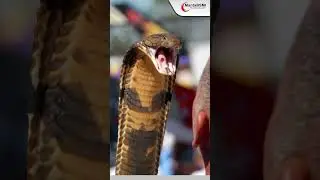 CARA MEMBEDAKAN GIGITAN ULAR BERBISA & ULAR TIDAK BERBISA #short #snake #venomous #sehat